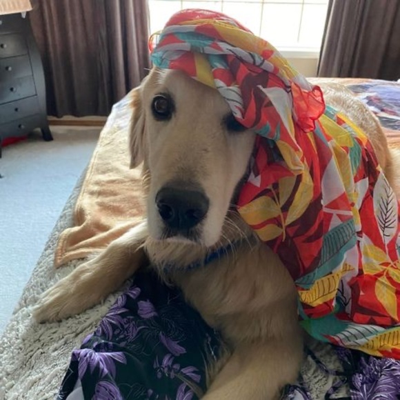 Meet your Posher, Donna - Picture 1 of 1